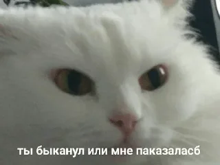 Стикер кошаки | via sticked.app - 10