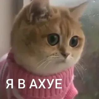 Стикер кошаки | via sticked.app - 4