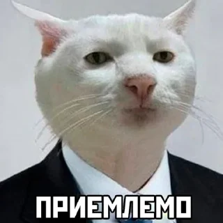 Стикер кошаки | via sticked.app - 6