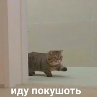 Стикер кошаки | via sticked.app - 11