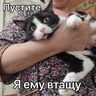 Стикер кошаки | via sticked.app - 5