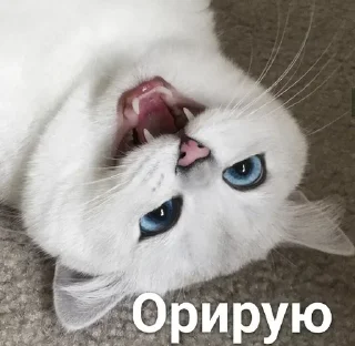 Стикер кошаки | via sticked.app - 2