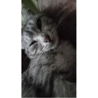 Стикер да дуры и че | via sticked.app - 8