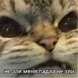 Стикер LilMem | via sticked.app - 11