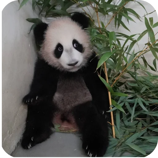 Sticker sticked_961948865_1_by_stickedapp_bot - 1