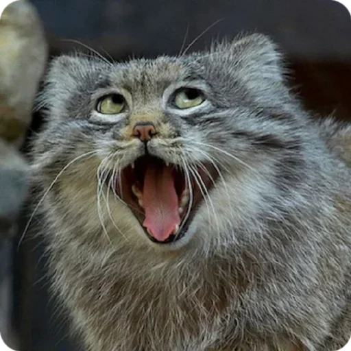 Sticker sticked_961948865_3_by_stickedapp_bot - 1