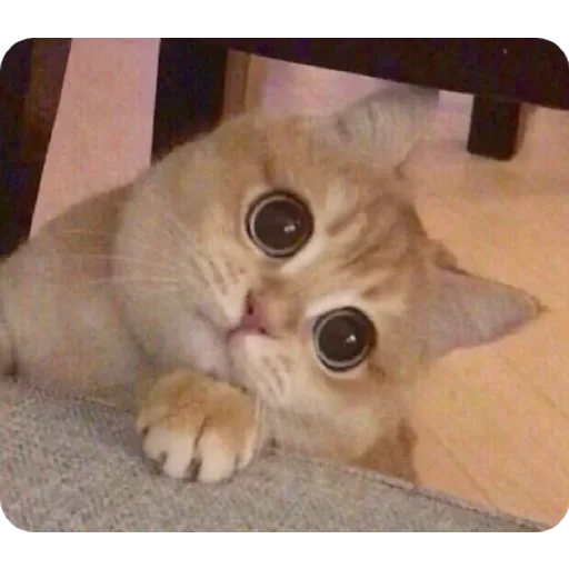 Sticker sticked_961948865_3_by_stickedapp_bot - 1