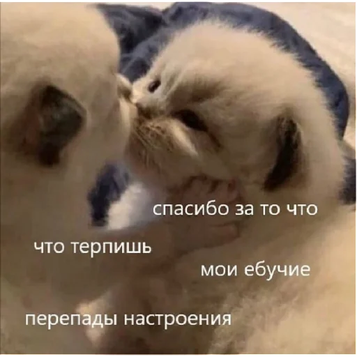 Стикер sticked_991458344_2_by_StickedApp_bot - 1