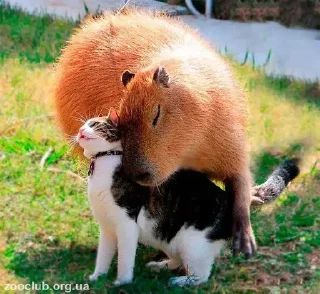 Стикер Больше стикеров: @capybarastiker - 11