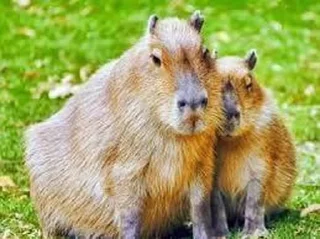 Стикер Больше стикеров: @capybarastiker - 10