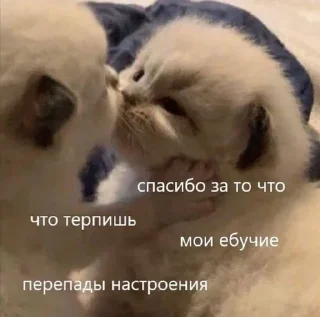 Sticker стикеры ➡️ @stikeryy7 - 2