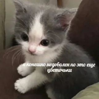 Sticker стикеры ➡️ @stikeryy7 - 5