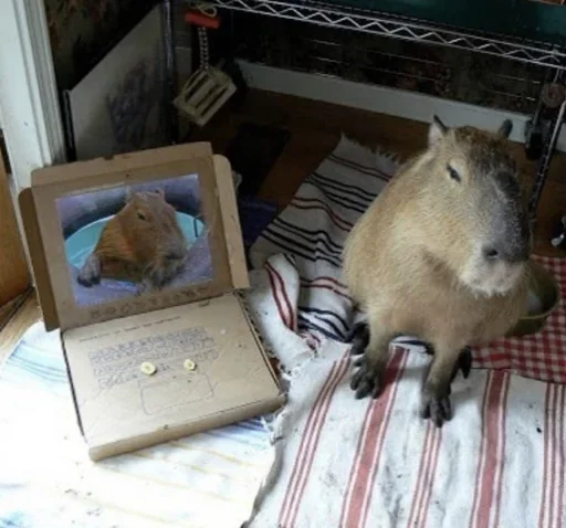 Больше стикеров: @capybarastiker - 