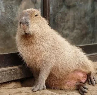 Стикер Больше стикеров: @capybarastiker - 7