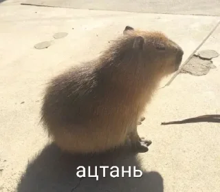 Стикер Больше стикеров: @capybarastiker - 8