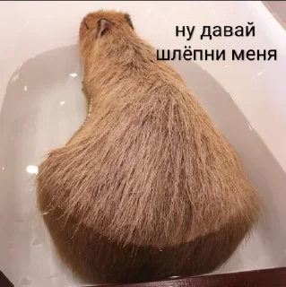Стикер Больше стикеров: @capybarastiker - 10