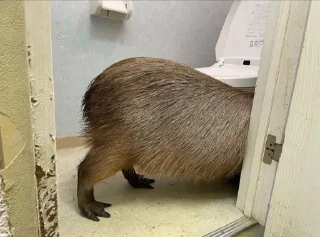 Стикер Больше стикеров: @capybarastiker - 6