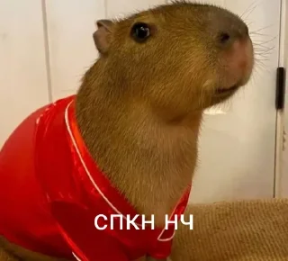 Стикер Больше стикеров: @capybarastiker - 3