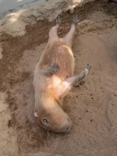 Стикер Больше стикеров: @capybarastiker - 9