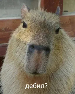 Стикер Больше стикеров: @capybarastiker - 5