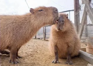 Стикер Больше стикеров: @capybarastiker - 0