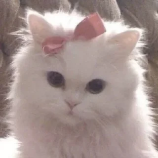 Стикер 𝑐𝑜𝑞𝑢𝑒𝑡𝑡𝑒ᵎᵎ ᯇ @softsticks ֪  ۫  ᥫ᭡ - 3