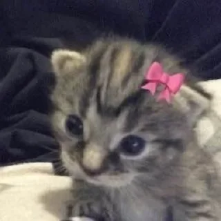 Стикер Стикеры тут: @stikeryy7 - 1