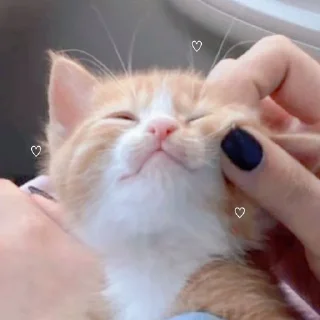 Стикер Стикеры тут: @stikeryy7 - 11