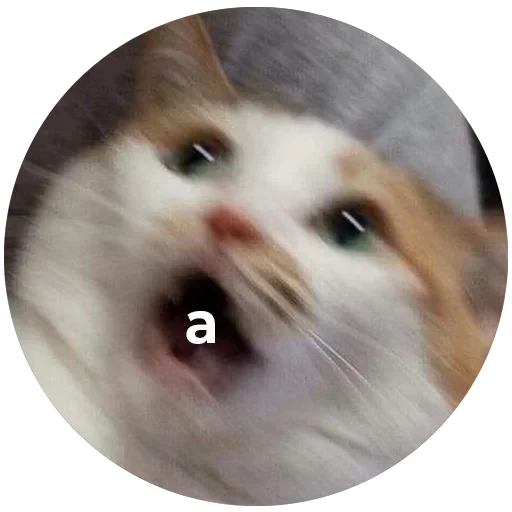 animal mammal small to medium-sized cats