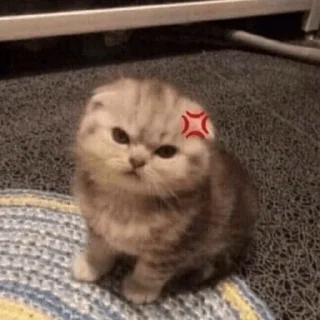 Sticker 😼 Reacciones Gatunas 😽 - 5