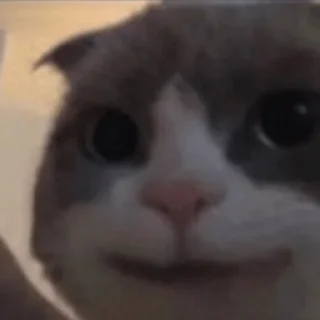 Sticker 😼 Reacciones Gatunas 😽 - 2