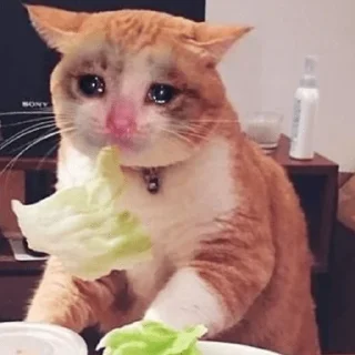 Sticker 😼 Reacciones Gatunas 😽 - 6