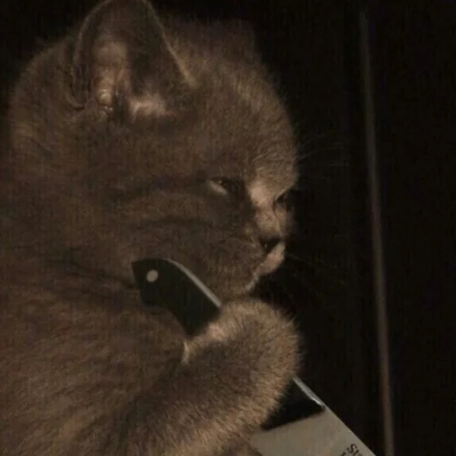 😼 Reacciones Gatunas 😽 - 