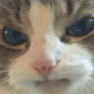 Sticker 😼 Reacciones Gatunas 😽 - 4