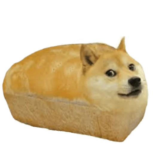 memes de cachorros - 