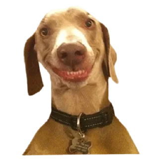 Стикер memes de cachorros - 2