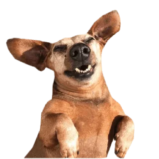 Стикер memes de cachorros - 7