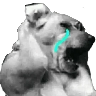 Стикер memes de cachorros - 11