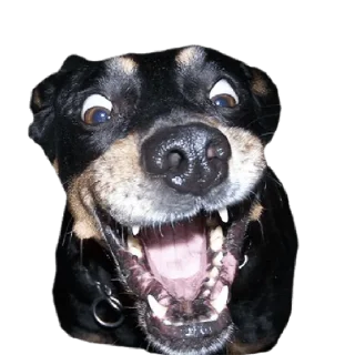 Стикер memes de cachorros - 8