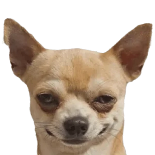 Стикер memes de cachorros - 10