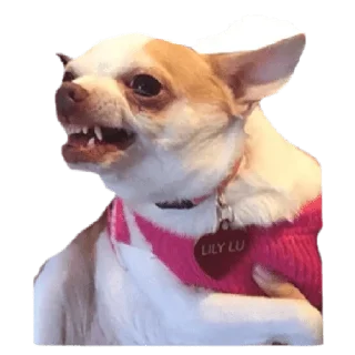 Стикер memes de cachorros - 3