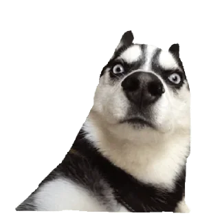 Стикер memes de cachorros - 5