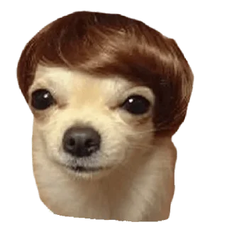 Стикер memes de cachorros - 9