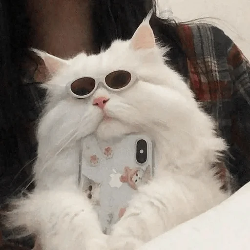 Sticker GATITOS RANDOMM - 6