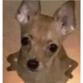 Sticker stickers.zoe.perritos - 3