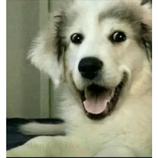 Sticker stickers.zoe.perritos - 11