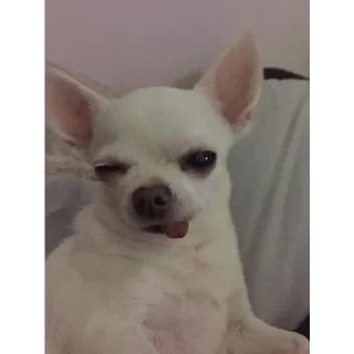 Sticker stickers.zoe.perritos - 8