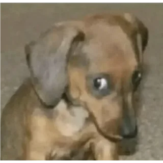 Sticker stickers.zoe.perritos - 4