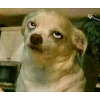 Sticker stickers.zoe.perritos - 5