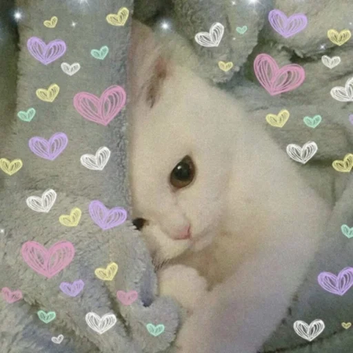 животное млекопитающее кошки малого и среднего размера